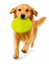 Frisbee Disco Voador Verde Neon Bitcoin Cachorro Pet Frisbee Disco Voador Verde Neon Bitcoin Cachorro Pet