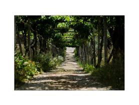 Fundo Fotográfico 2,20 x 1,50 - Corredor Folhagens Floresta 003