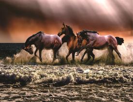 Fundo Fotográfico Em Tecido Cavalos Na Praia 2,80X1,50.