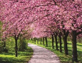 Fundo Fotográfico Em Tecido Cerejeiras 2,20X1,50.