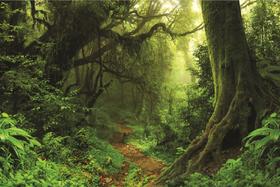 Fundo Fotográfico Em Tecido Floresta Verde 2,20X1,50.