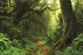 Fundo Fotográfico Em Tecido Floresta Verde 2,60X1,50.