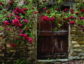 Fundo Fotográfico Em Tecido Muro De Rosa 2,20X1,50