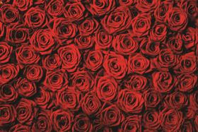 Fundo Fotográfico Em Tecido Rosas Vermelhas 2,20X1,50.