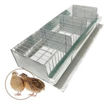 Gaiola Codorna Viveiro 15 Aves