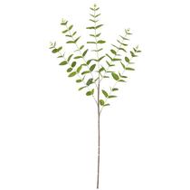 Galho de Eucalipto para complemento de arranjos x90 90 cm