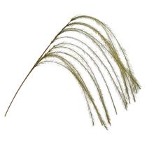 Galho Lateral Plumas Capim Pampas Verde 70cm - Magizi - Yangzi Galho Lateral Plumas Capim Pampas Verde 70cm - Magizi - Yangzi