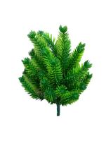Galho Verde Artificia Pequeno Espetado Decoração e Arranjos Galho Verde Artificia Pequeno Espetado Decoração e Arranjos