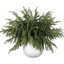 Galhos artificiais de pinheiro de Norfolk FOTEEWL 64 unidades 45 cm Real Touch Galhos artificiais de pinheiro de Norfolk FOTEEWL 64 unidades 45 cm Real Touch