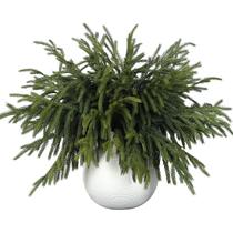 Galhos de Natal artificiais FOTEEWL Norfolk Pine x32 Galhos de Natal artificiais FOTEEWL Norfolk Pine x32