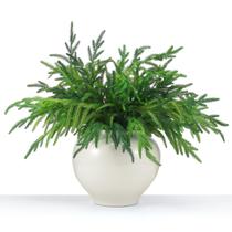 Galhos de pinho artificiais Jutom Christmas Norfolk 45 cm 6 unidades