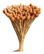 Galhos Mini Pinha Flor Natural Seca Para Arranjo E Decoração - Stop Flores Galhos Mini Pinha Flor Natural Seca Para Arranjo E Decoração - Stop Flores