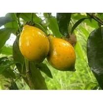 Garcínia Pó - PREMIUM - 100 gr. - Garcínia Pó - PREMIUM - 100 gr. -