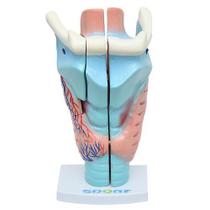 Garganta Ampliada em 3 Partes, Anatomia