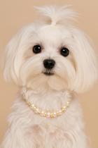 Gargantilha em Pérolas e Strass Dourada para cachorro e gato