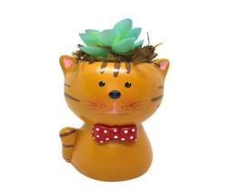 Gato gavata suculenta Gato gavata suculenta