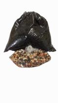 Gergelim Preto 1kg Plantar ou Consumir + 10 outros tipos de sementes. Cortesia Gergelim Preto 1kg Plantar ou Consumir + 10 outros tipos de sementes. Cortesia