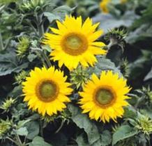 Girassol Anão De Jardim - 800mg De Sementes