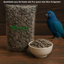 Girassol Graúdo Gigante 5Kg Semente Pássaros Aves Grãos Proteínas Animais Vitaminas Saúde Digestão
