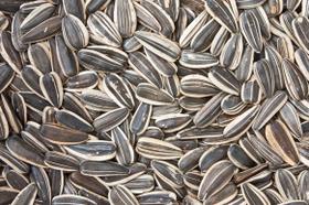 Girassol - Semente 1 Kg