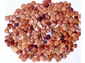 Gliricídia Sépium - 500gr De Sementes Gliricídia Sépium - 500gr De Sementes