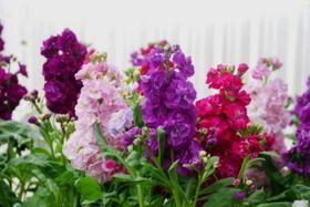 Goivo Dez Semanas Sortido Anao - 300mg De Sementes