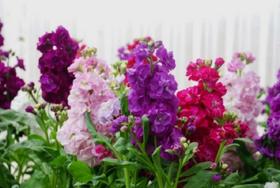 Goivos Dez Semanas Sortido Anão - 300mg De Sementes