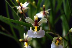 Gomesa Radicans (Ornitophora Radicans)