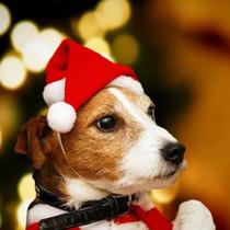 Gorro De Natal Pet Para Gatos E Cachorros Pequeno 2 Unidades