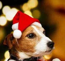 Gorro De Natal Pet Para Gatos E Cachorros Pequeno