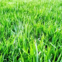 Grama Missioneira / Carpete (folha Larga) - 500gr De Sementes