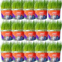 Grama Mister Para Gatos Bola De Pelo Kit 15 Unidades