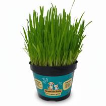 Graminha Gato Feliz Premium Ajuda na Digestão e Bolas de Pelo Kit Completo com Vaso, Terra e Sementes Graminha Gato Feliz Premium Ajuda na Digestão e Bolas de Pelo Kit Completo com Vaso, Terra e Sementes