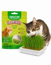 Graminha Gatos Grama Eliminação Pelos Digestão Saudável 50g Graminha Gatos Grama Eliminação Pelos Digestão Saudável 50g