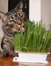 Graminha Ipet Green Digestive Grass Para Gatos 50g