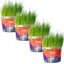 Graminha Para Gatos Elimina Bola De Pelo Kit Com 4 UN Graminha Para Gatos Elimina Bola De Pelo Kit Com 4 UN