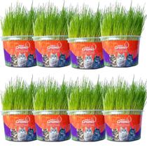 Graminha Para Gatos Elimina Bola De Pelo Kit Com 8 UN Graminha Para Gatos Elimina Bola De Pelo Kit Com 8 UN