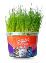 Graminha Para Gatos Elimina Bola De Pelos E Auxilia Na Digestão Mister Grama Graminha Para Gatos Elimina Bola De Pelos E Auxilia Na Digestão Mister Grama