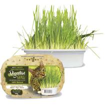 Graminha Para Gatos Green Digestive Grass Ipet - 50g Graminha Para Gatos Green Digestive Grass Ipet - 50g