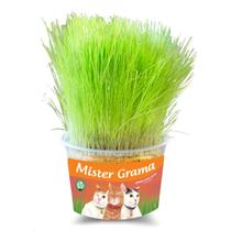 Graminha pra Gatos Mister Grama