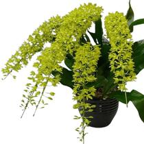 Grammathophyllum scriptum var. citrinum