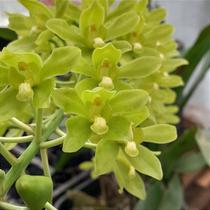 Grammatophyllum scriptum Grammatophyllum scriptum