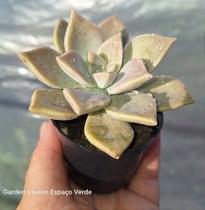 Graptopetalum Paraguaiense - Muda de Suculenta em Vaso 06