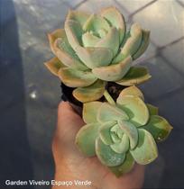 Graptoveria Fantome - Muda de Suculenta em Vaso 06
