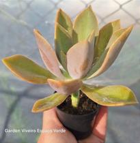 Graptoveria Fred Ivis - Muda de Suculenta em Vaso 06