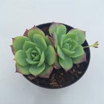 Graptoveria Jadeita - Muda de Suculenta Compacta em Vaso 09 Graptoveria Jadeita - Muda de Suculenta Compacta em Vaso 09