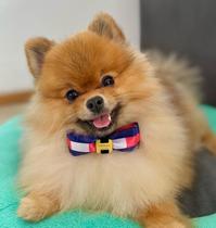 Gravata Borboleta Pet para cachorro e gato