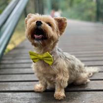 Gravata Pet Ajustável em Várias Cores para Estilo e Conforto