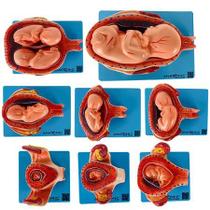 Gravidez Embrionário em 8 Fases - ANATOMIC