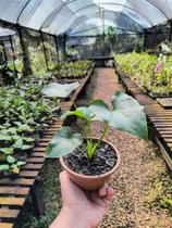 Guaimbê - Philodendron bipinnatifidum (Muda Menor) - Planta Tropical Ornamental